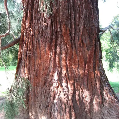 거삼나무