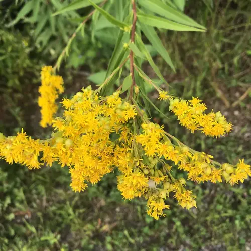 Bunga negara Nebraska