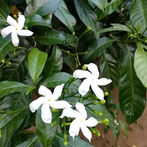 How to Grow and Care for Crape jasmine