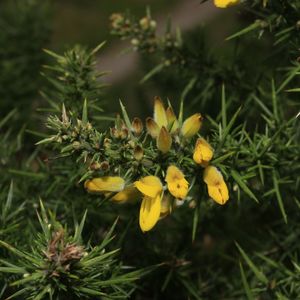 How to Grow and Care for Common gorse