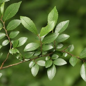 榔榆 (護理, 特徵, 象徵意義, 圖片)