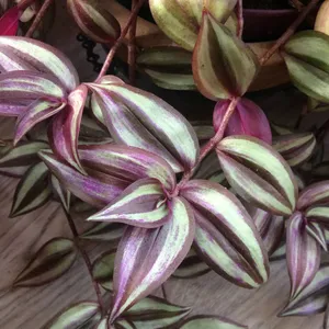 crocodile plant Philodendron Golden Saw Crocodile – oramicin