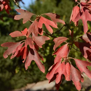 How to Prune Common sassafras