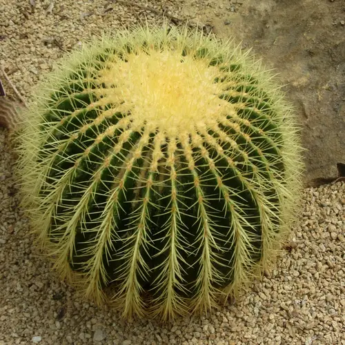 Kaktus tong emas