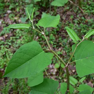 Japanese knotweed - Reynoutria japonica (Taxonomy, Characteristics, Flower,  Images, Control)