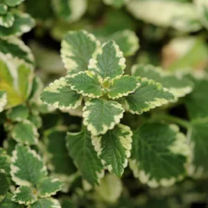 rhaphidophora tetrasperma variegata Rhaphidophora Tetrasperma migma Variegated main image 0