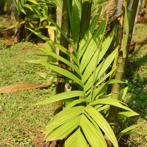 Wild areca palm