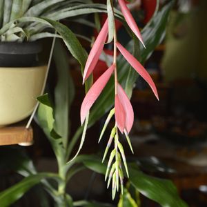 ヨウラクツツアナナス（瓔珞筒アナナス） (ケア, 特徴, 花, 画像)