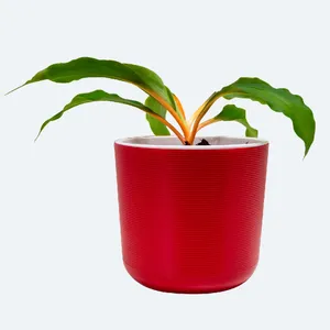 monstera adansonii variegated Monstera European Mint Adansonii Cheese House Plant 6cm Pot – Plants For  All Seasons main image 1