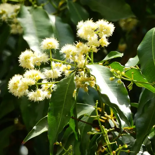 Eucalyptus tacheté