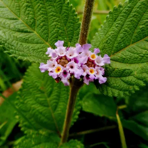 How to Propagate Bushy lippia