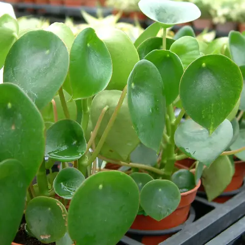 Coin leaf peperomia