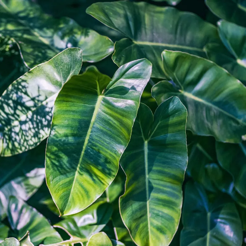 Dcouvrez les avantages de cultiver Philodendron tatei 'congo' chez vous ou  au bureau