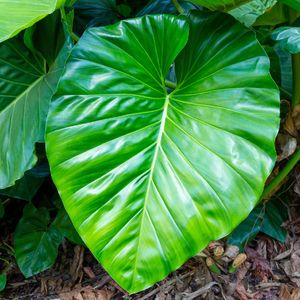 Giant philodendron (Philodendron giganteum) - PictureThis