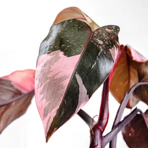 フィロデンドロン・エルベセンス 'ピンクプリンセス' (Philodendron
