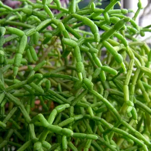 現品「青柳/アオヤギ」乾燥に強い リプサリス サボテン【多肉植物】 アオヤギ（青柳） (Rhipsalis cereuscula) - PictureThis