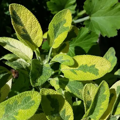 Salvia de hojas doradas