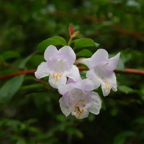 Abelia uniflora