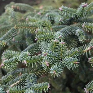 Abies pinsapo 'Glauca' - PictureThis Abies pinsapo 'Glauca' - PictureThis