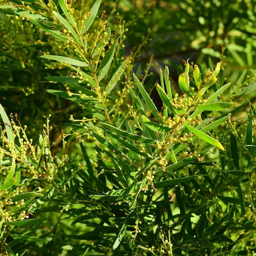 Acacia fimbriata