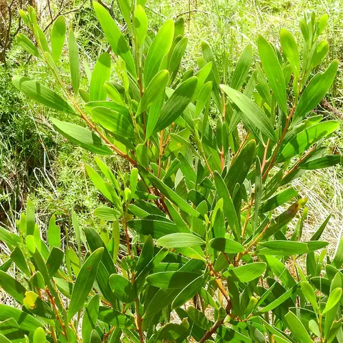 Mimosa à longues feuilles