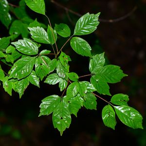 Henry's Maple (Acer henryi) - PictureThis