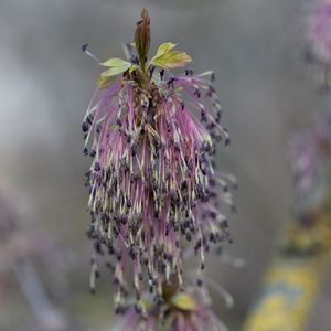 メグスリノキ/ 688 211255993750683648.jpeg?x-oss-