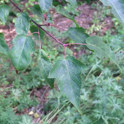 Acer pectinatum subsp. maximowiczii
