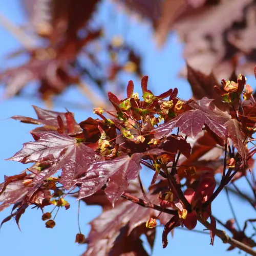 Acer platanoides 'Crimson King'