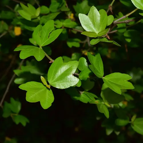 Acero sempreverde