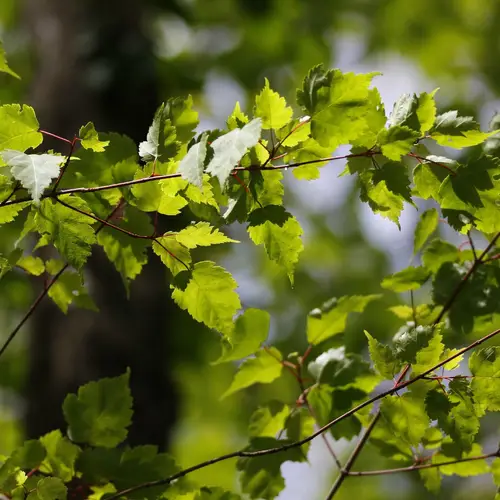 Birch-leaved maple