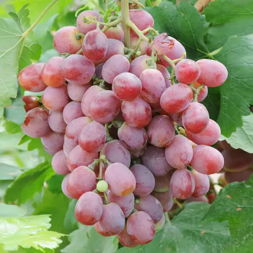Wine grape 'Fragola'