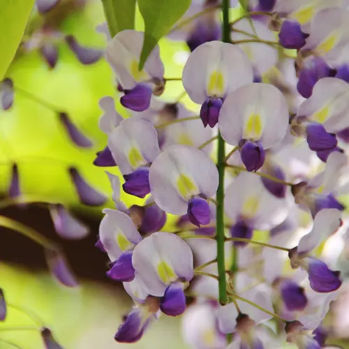 Japanese wisteria 'Lavender Lace'