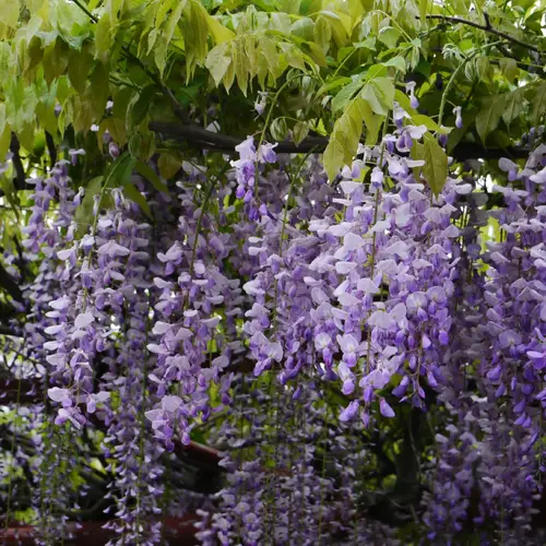 Japanese wisteria 'Lawrence'