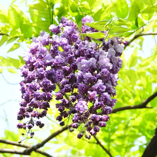 Japanese wisteria 'Violacea Plena'