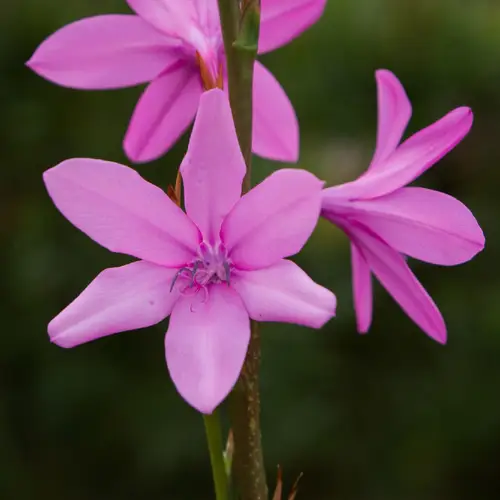 Cape bugle-lily