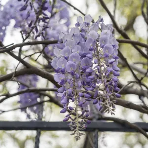 Chinesischer Blauregen 'Caroline' (Wisteria sinensis 'Caroline') -  PictureThis