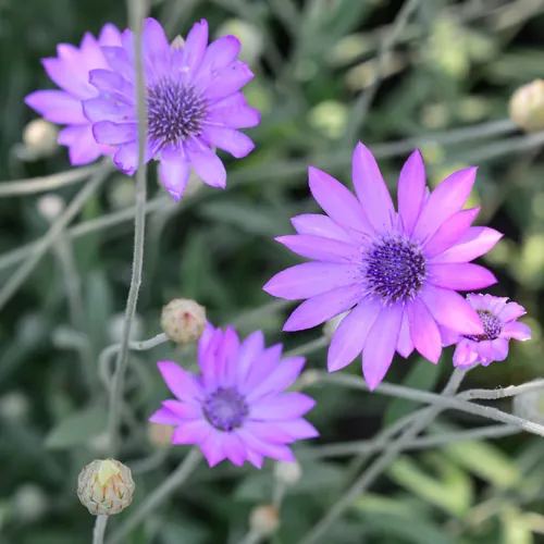 Immortelle (Xeranthemum annuum) - PictureThis