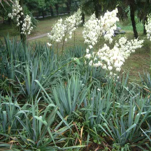 rhododendron malaga Pacific Rhododendron (Rhododendron macrophyllum)  Sparrowhawk Native Plants