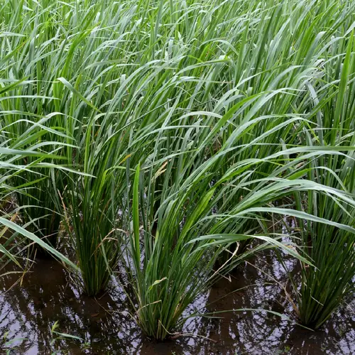 Annual wild rice