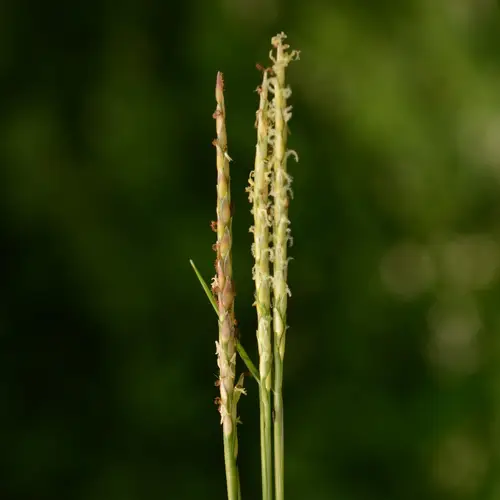 Manila grass