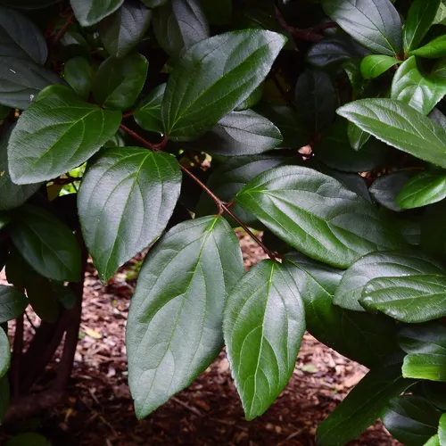 ゴモジュ（御門樹） (Viburnum suspensum) - PictureThis