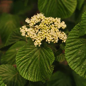 山採り　ヤマザクラ　ミヤマガマズミ　混合株 ミヤマガマズミの育て方・栽培方法