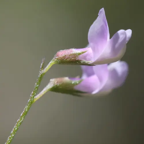 Vicia parviflora