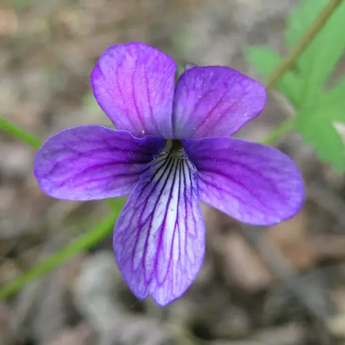 Manchurian violet
