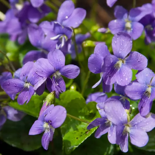 Viola odorata subsp. odorata