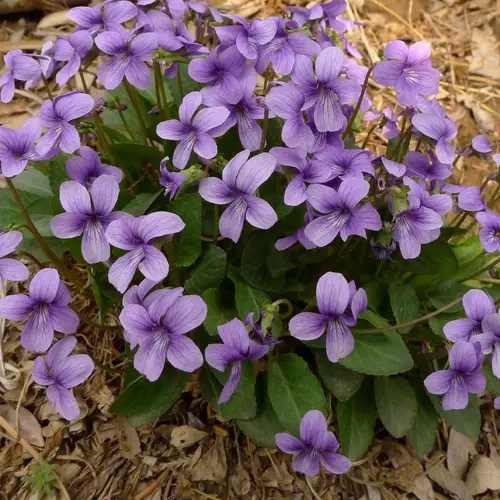 Japanese violet