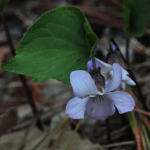 Conical-leaf violet