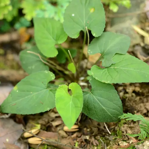 Viola yunnanfuensis