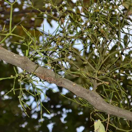Jointed mistletoe